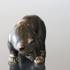 Stående bjørn, stentøjsfigur, Royal Copenhagen nr. 21519 | Nr. 1049237 | Alt. r21519-s | DPH Trading