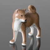 Hund, Shibi Inu, Royal Copenhagen hunde figur nr. 665