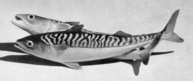 Makrel par, Bing & Grøndahl fiskefigur Nr. 1638