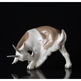 Goat licking, Bing & Grondahl figurine No. 1700