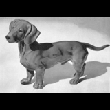 Dachshund, standing, Bing & Grondahl dog figurine no. 2041