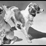 Englischer Setter, Bing & Gröndahl Hund Figur Nr. 2062