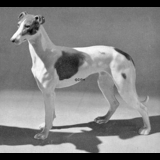 Standing Greyhound, 20cm, Bing & Grondahl dog figurine no. 2076