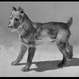 Schnauzer, 18cm, Bing & Grondahl dog figurine no. 2091