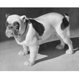English Bulldog, Bing & Grondahl dog figurine no. 2110