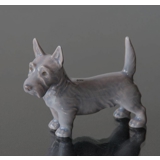 Stående Skotsk Terrier, 7,5cm, Bing & Grøndahl hunde figur nr. 2167