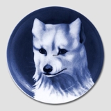 Husky, Bing & Grondahl dog plate