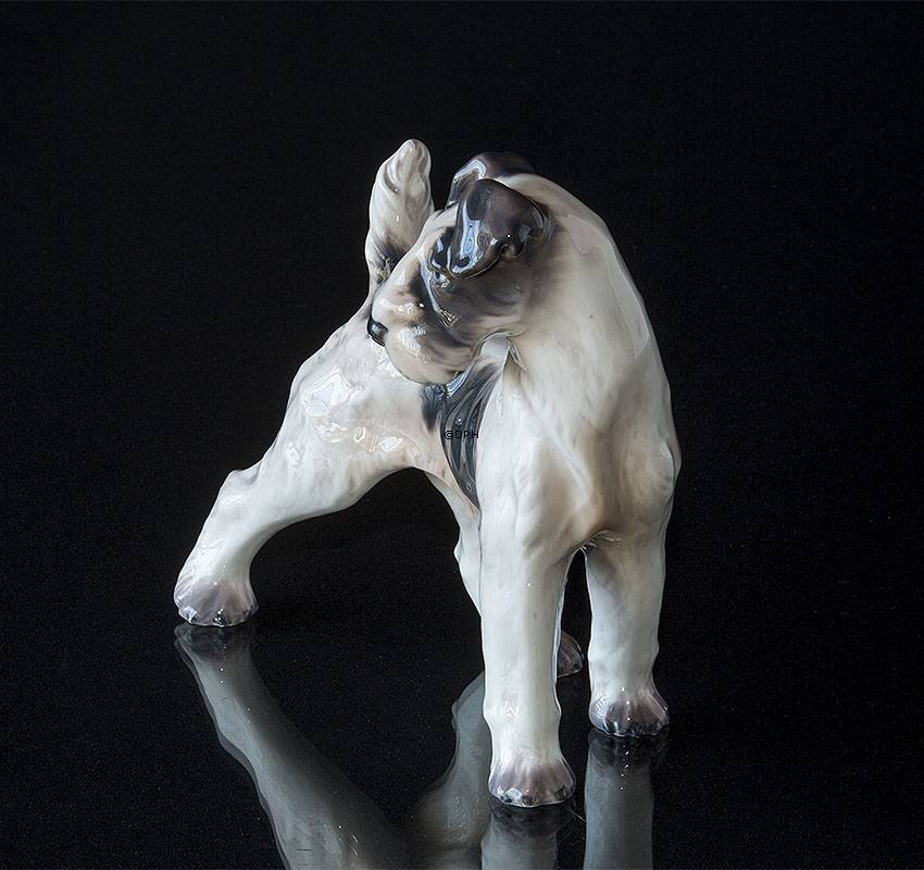 Ruhåret foxterrier stående Dahl Jensen nr. 1001