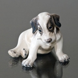 Hvalp, Ruhåret terrier Dahl Jensen nr. 1008