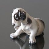 Hvalp, Ruhåret terrier Dahl Jensen nr. 1008