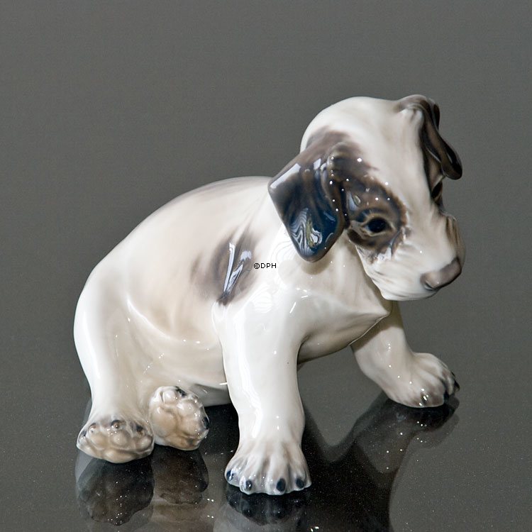 Hvalp, Ruhåret terrier Dahl Jensen nr. 1008