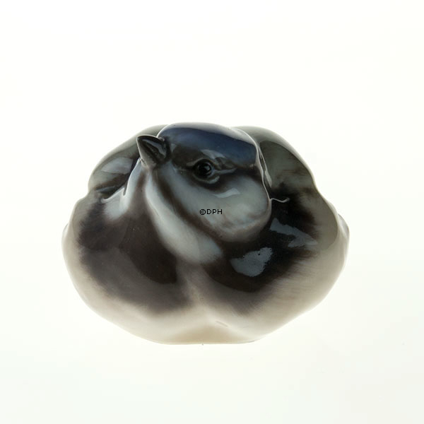 Blåmejse, Dahl Jensen