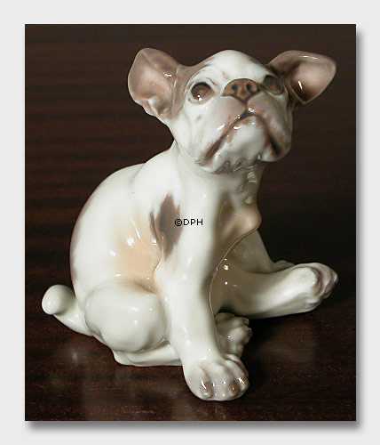 Hvalp, Fransk Bulldog Dahl Jensen