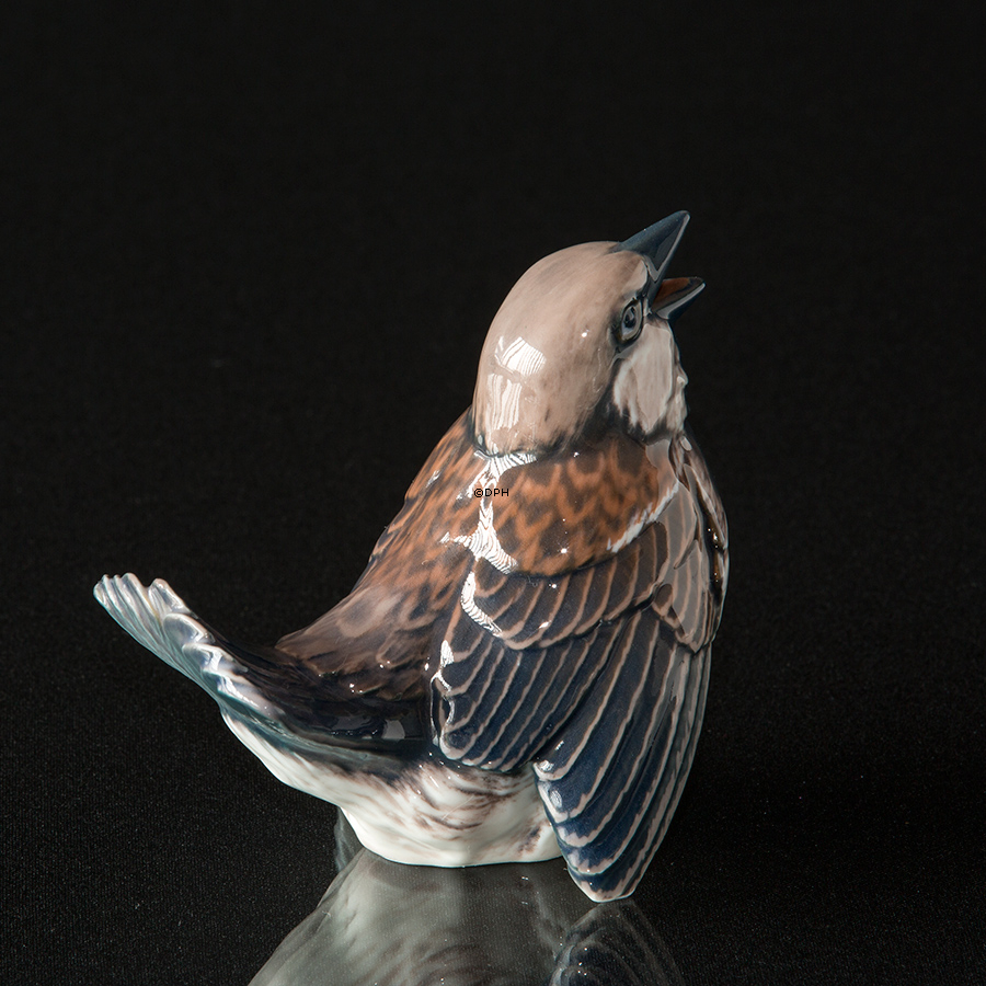 Gråspurv, Dahl Jensen