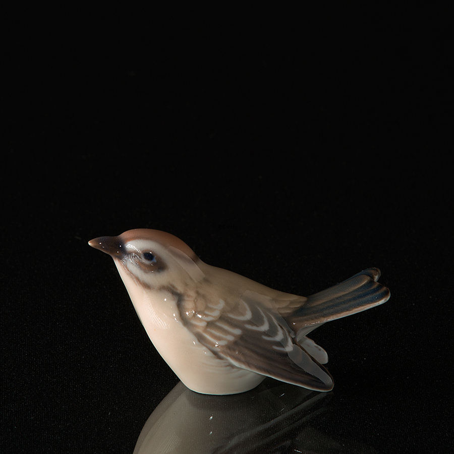 Fuglekonge, lille, Dahl Jensen