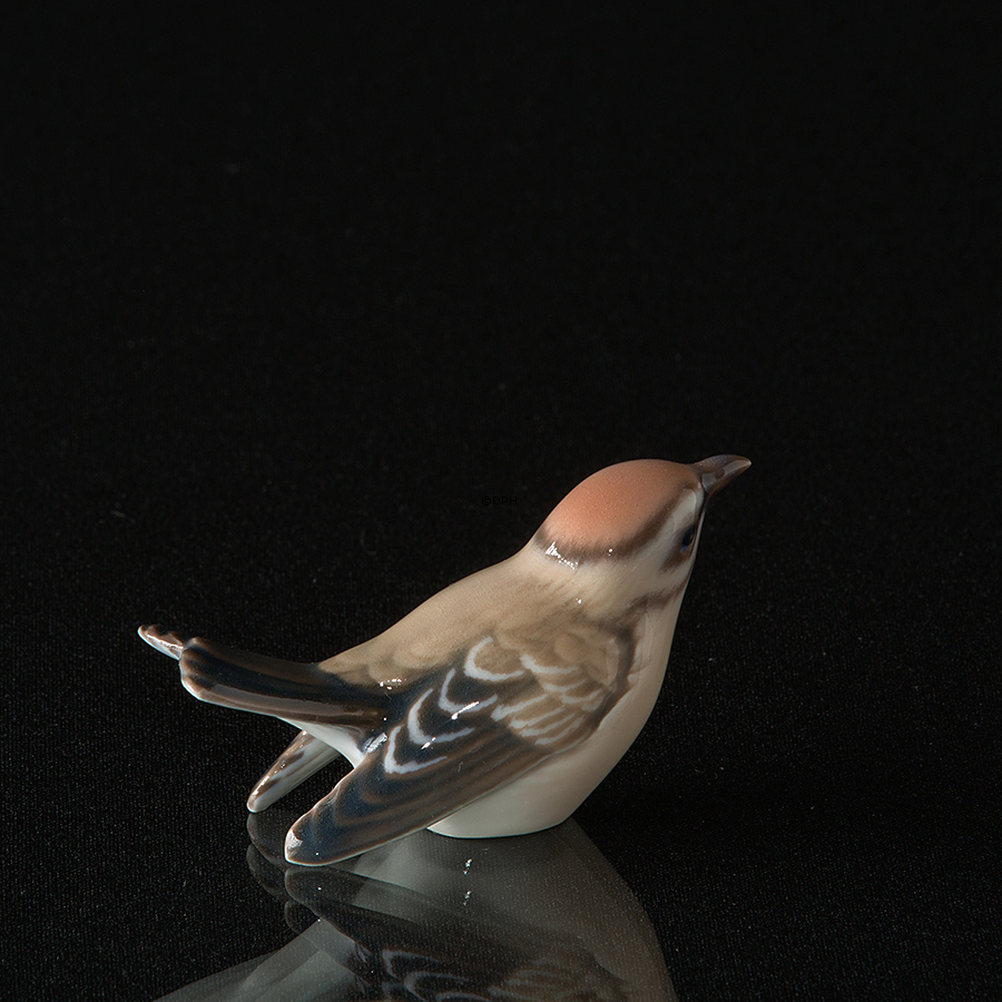 Fuglekonge, lille, Dahl Jensen