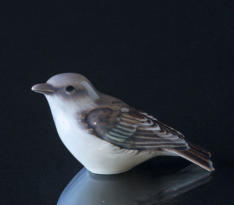 Broget fluesnapper, Dahl Jensen nr. 1240