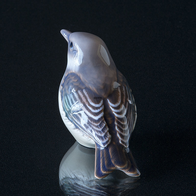 Broget fluesnapper, Dahl Jensen nr. 1240