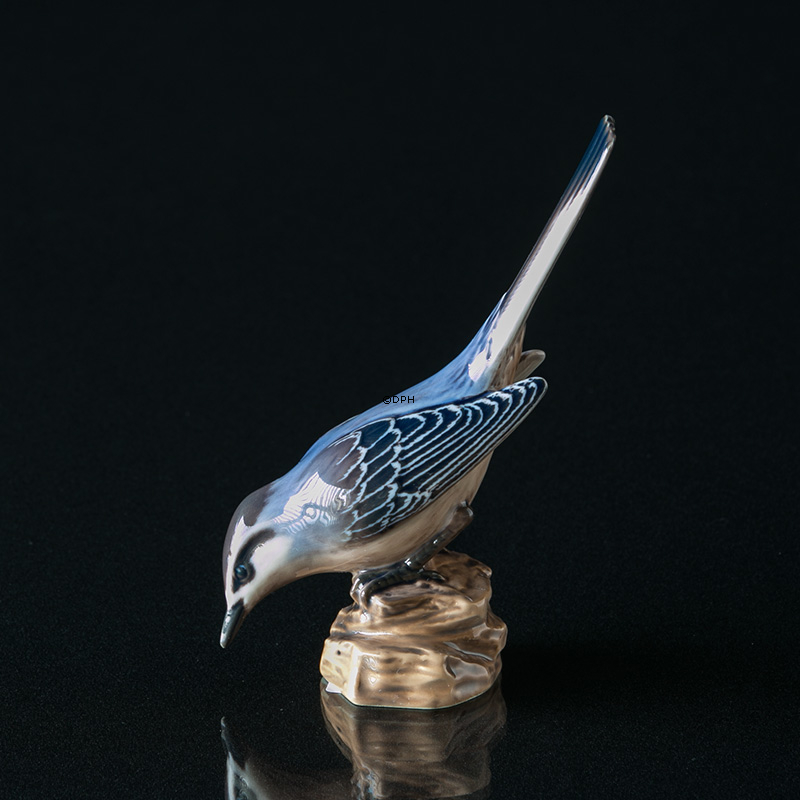 Vipstjert, Dahl Jensen