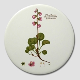 Flora Danica rund flise, Sommerkonval