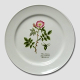 Flora Danica plate, Wild Rose