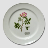 Flora Danica platte, Hunderose