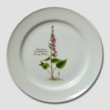 Flora Danica plate, Harebell