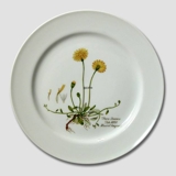Flora Danica plate, Hieracium pilosella