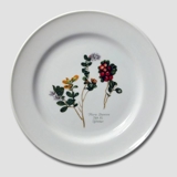 Flora Danica plate, Cowberry