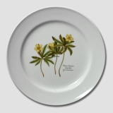 Flora Danica plate, Yellow Anemone