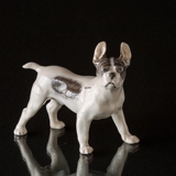 Boston Terrier standing at attention, Royal Copenhagen figurine No. 1457