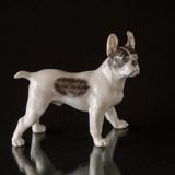 Boston Terrier standing at attention, Royal Copenhagen figurine No. 1457