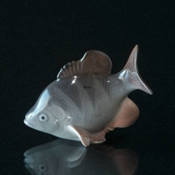 Amerikanischer Barsch, Royal Copenhagen Fisch Figur Nr. 2553