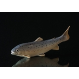 Rainbow Trout, Royal Copenhagen figurine no. 136 or 2676