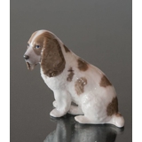 Cocker spaniel sitting down, Royal Copenhagen dog figurine No. 3116