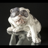 Engelsk bulldog, 23x38cm, Royal Copenhagen figur nr. 801 (Signeret Knud Kyhn 1907)