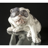 Englische Bulldogge, 23x38cm, Royal Copenhagen Figur Nr. 801 (Signiert Knud Kyhn 1907)