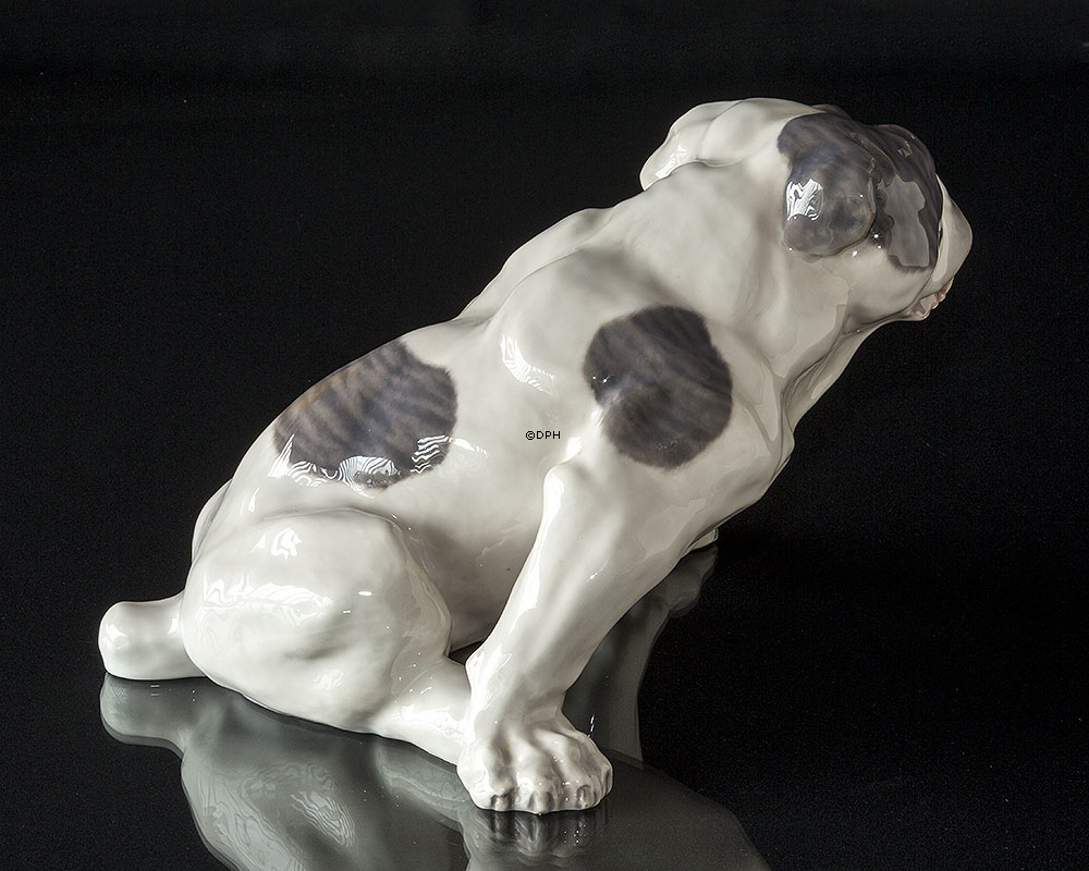 Engelsk bulldog, 23x38cm, Royal Copenhagen figur nr. 801 (Signeret Knud Kyhn 1907)