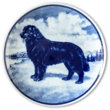 Ravn dog plate no. 9, New Foundland