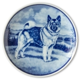 Ravn dog plate no. 24, Jämthund