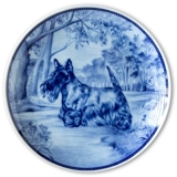 Ravn hundeplatte nr. 61, Skotsk terrier