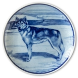 Ravn dog plate no. 71, Siberian Husky