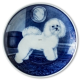 Ravn hundeplatte nr. 79, Bichon Frise