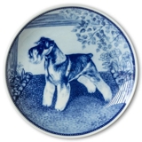 Ravn dog plate no. 80, Miniature Schnauzer