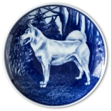 Ravn dog plate no. 101, Greenland dog