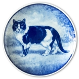 Ravn cat plate no. 4, European short haired cat