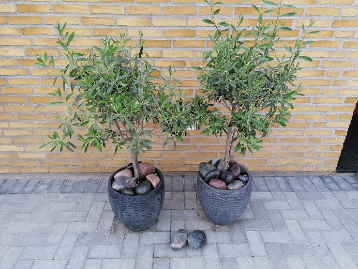 Poleret uvasket og ubehandlet Sten, 1 stk. - Dekorativ natursten 8-17cm, assorteret